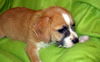 Floyd the Poodle Mix Puppy