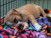 Floyd the Poodle Mix Puppy