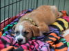 Floyd the Poodle Mix Puppy