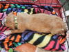 Floyd the Poodle Mix Puppy