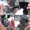 Vadim the Snuggle Bug Kitten