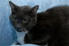 McMIttens