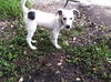 Vinnie the Wirehair Terrier Puppy