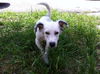Vinnie the Wirehair Terrier Puppy