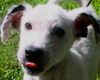 Vinnie the Wirehair Terrier Puppy