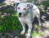 Vinnie the Wirehair Terrier Puppy