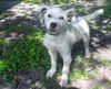 Vinnie the Wirehair Terrier Puppy