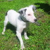 Vinnie the Wirehair Terrier Puppy