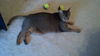 Riddler the Declawed Abyssinian Cat