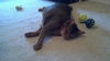 Riddler the Declawed Abyssinian Cat