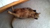 Riddler the Declawed Abyssinian Cat