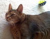 Riddler the Declawed Abyssinian Cat