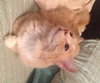 Little Fuzzy