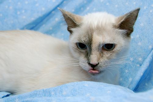 Siamese calico hot sale mix kittens