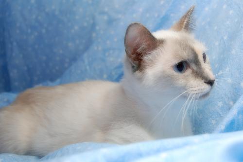 Calico siamese hot sale