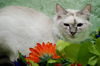 Missy the Calm & Sweet Lynx Point Siamese