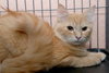 Tom Tom the Orange Tabby