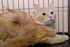 Tom Tom the Orange Tabby