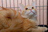 Tom Tom the Orange Tabby