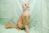 Tom Tom the Orange Tabby