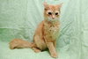 Tom Tom the Orange Tabby