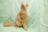 Tom Tom the Orange Tabby