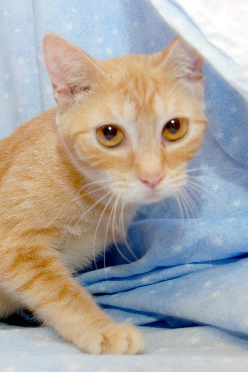 Little Bit The Sweet Tabby Girl
