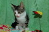 Kangaroo the Dog Loving Kitten