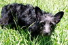 Thatcher the Scottie Mix