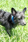 Thatcher the Scottie Mix