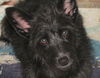 Thatcher the Scottie Mix