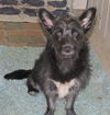 Thatcher the Scottie Mix