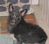 Thatcher the Scottie Mix