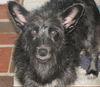 Thatcher the Scottie Mix