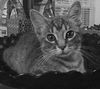 Pearl the Calm, Soulful Kitten