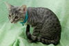 Pearl the Calm, Soulful Kitten