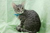 Pearl the Calm, Soulful Kitten
