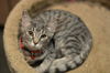 Pearl the Calm, Soulful Kitten