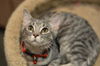 Pearl the Calm, Soulful Kitten
