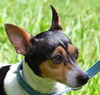 Ginny the Davis Rat Terrier Mama