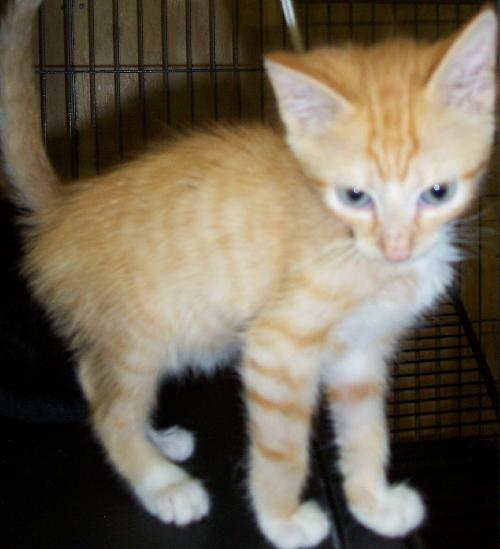 Kyley the Kitten
