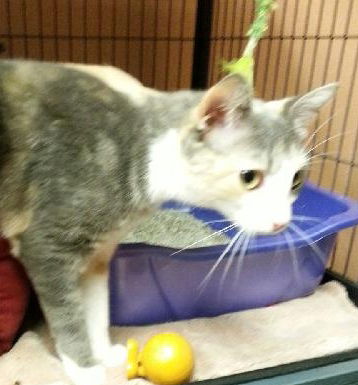 Jackie the Sweet Calico