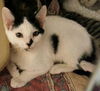 Ava the Bobtail Kitten