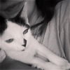 Ava the Bobtail Kitten