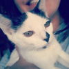 Ava the Bobtail Kitten