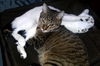 Ava the Bobtail Kitten