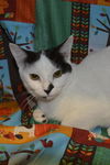 Ava the Bobtail Kitten