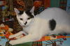 Ava the Bobtail Kitten