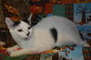 Ava the Bobtail Kitten