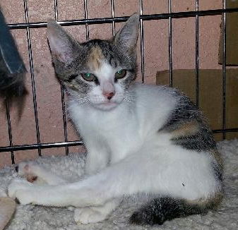 Winter the Mailbox Kitten
